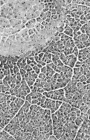 moc2_msss_southpolyi2.gif